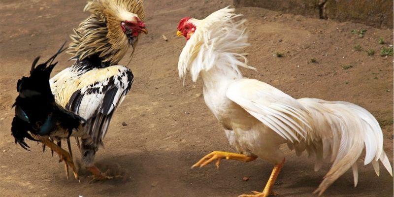 Tổng quan về đá gà cựa sắt 